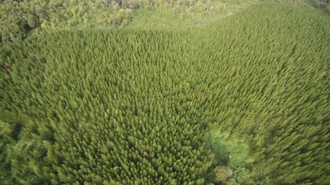 Forest aerial view Stock Footage 77053072