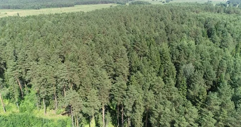 Forest, aerial view Video stock 99074997