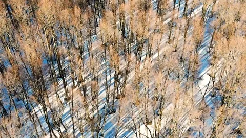 Forest aerial view Video stock 105721010