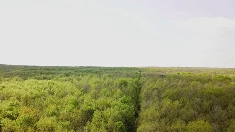 Forest aerial view Stock Footage 129967398
