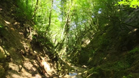 Forest aerial view inside Stock Footage 240784968