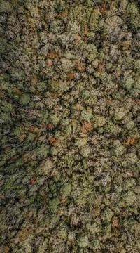 Forest Aerial View Stock Photos