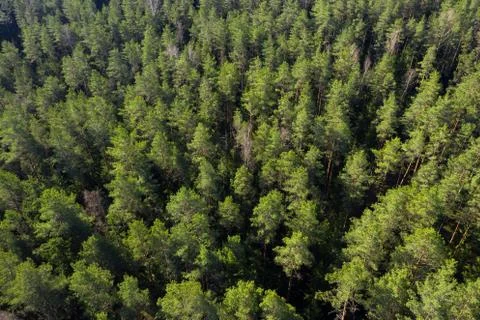 Forest aerial view. Pine trees in forest shot from drone Stock Photos