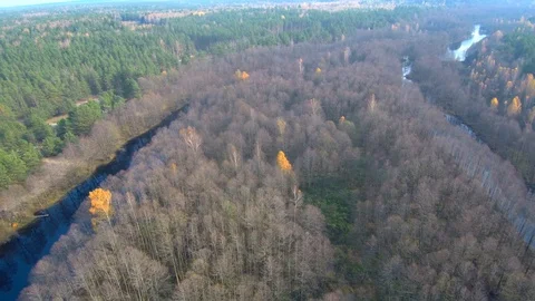 Forest aerial view. Red forest. Forest with a quadrocopter. Quadrocopter River 動画素材 125614615