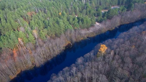 Forest aerial view. Red forest. Forest with a quadrocopter. Quadrocopter River Stock Footage 125614763