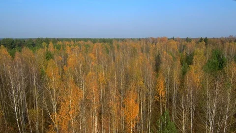 Forest aerial view. Red forest. Quadrocopter Forest Stock Footage 125616044