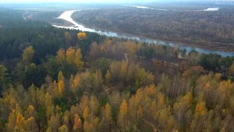 Forest aerial view. Red forest. Forest with a quadrocopter. Quadrocopter River Stock Footage 125616147