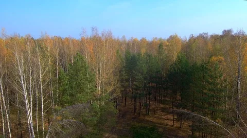 Forest aerial view. Red forest. Quadrocopter Forest Stock Footage 125616245