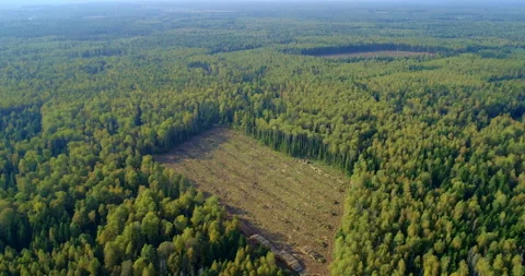 Forest from a aerial view. We see the rectangular areas of industrial cutting  스톡 동영상 105957073