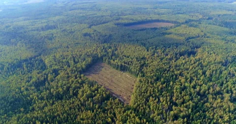 Forest from a aerial view. We see the rectangular areas of industrial cutting  Stock Footage 105964589