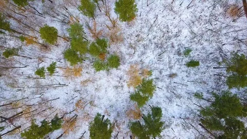 Forest aerial view in winter Stock Footage 122374141