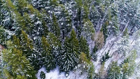 Forest Aerial winter Video stock 85121245