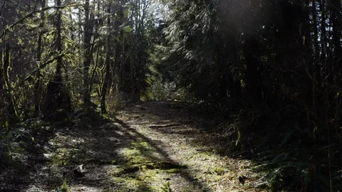 Forest Aerials Stock Footage 126086300