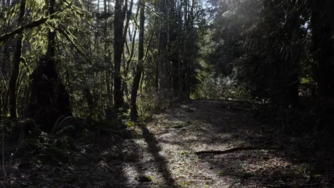 Forest Aerials Stock Footage 126095960