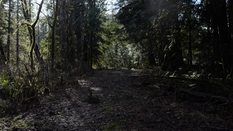 Forest Aerials Video stock 126100285