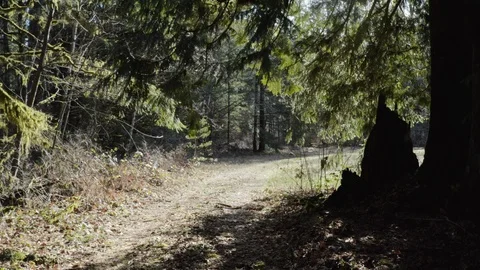 Forest Aerials Stock Footage 126106021