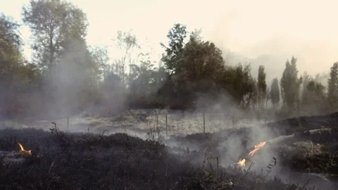 The forest after big fire: smoke, disaster,desolation- slow motion Stock Footage 80148308