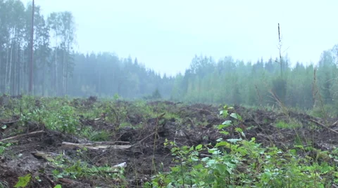 Forest after a clear cut 2 Stock Footage 47654083
