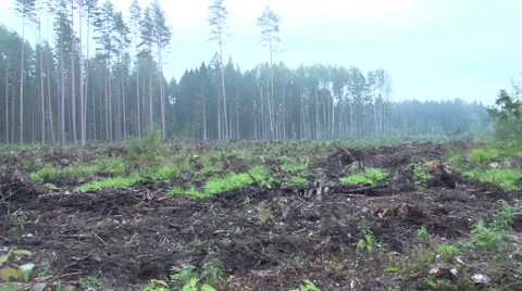 Forest after a clear cut 3 Stock Footage 47654431