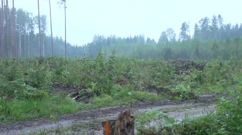 Forest after a clear cut. Video stock 47654066