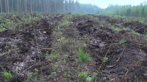 Forest after the clear cut. Stock Footage 47654716