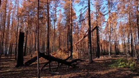 Forest after the fire. Burnt trees with blackened trunks and orange foliage Vídeo Stock 201806874