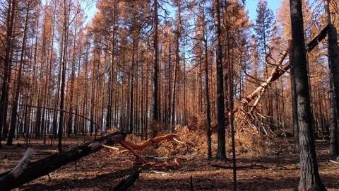 Forest after the fire. Burnt trees with blackened trunks and orange foliage Stock Footage 204850325