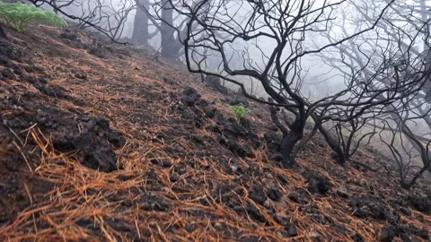 Forest after fire. Dead burnt trees after severe fire. Nature disaster, climate Stock-Footage 137800548