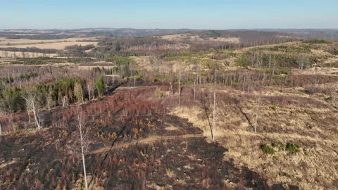 Forest after fire flame drone aerial drought dry black earth ground vegetation Stock-Footage 172373957