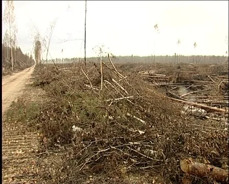 Forest after fire Vídeo Stock 1012406