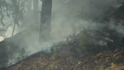 Forest after the fire. Stock Footage 168698846