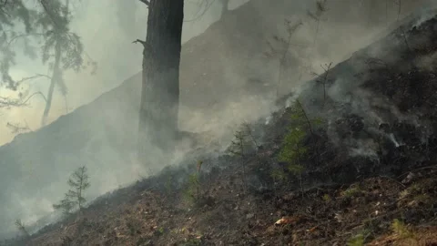 Forest after the fire. Video stock 169641720