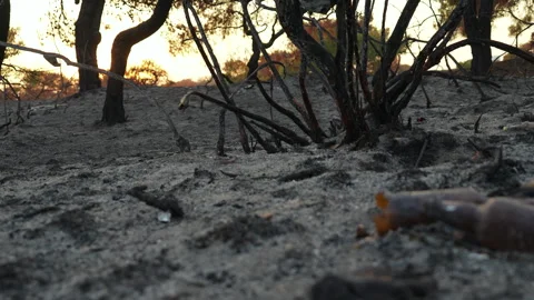The Forest after the fire Stock Footage 279852067