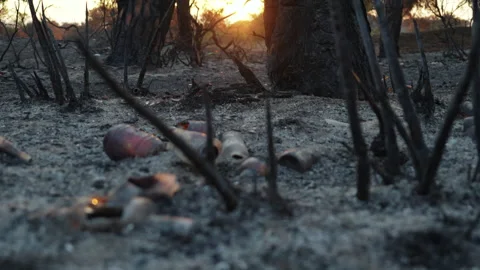 The Forest after the fire Stock Footage 279852135