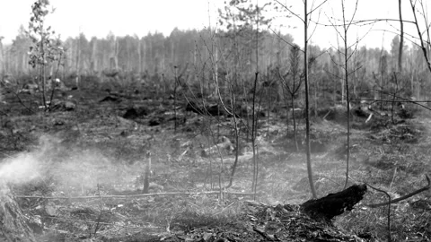 Forest after a fire in monochrome Stock Footage 249526234