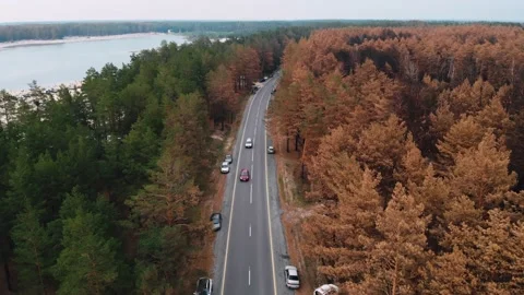 Forest after the fire. The needles on the trees turned yellow. View from the Stock Footage 157561093