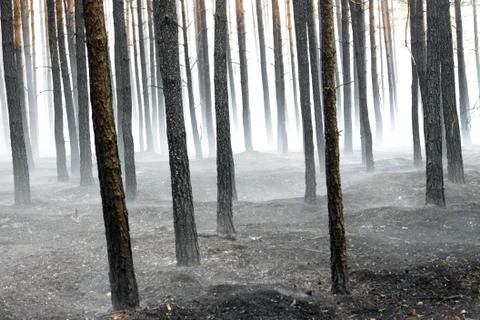 Forest after fire Stock Photos