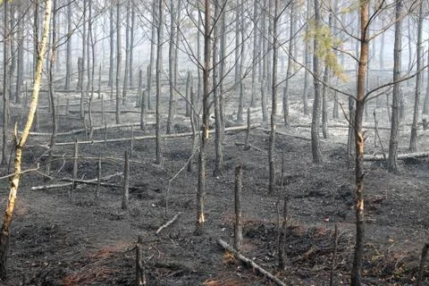 Forest after fire Stock Photos