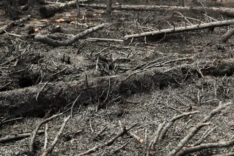 In  forest after the fire Foto stock
