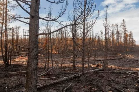 In  forest after the fire Stock Photos