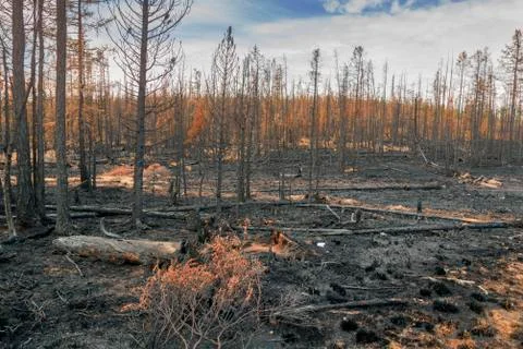 In  forest after the fire Stock Photos