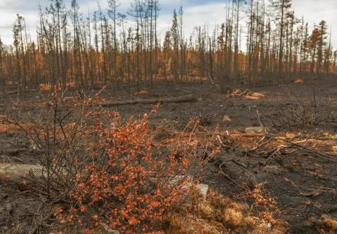 In  forest after the fire Stock Photos