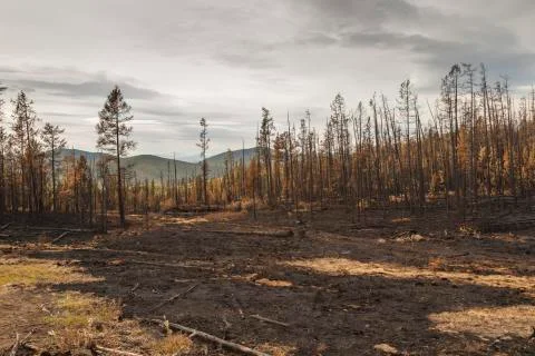 In  forest after the fire Foto stock