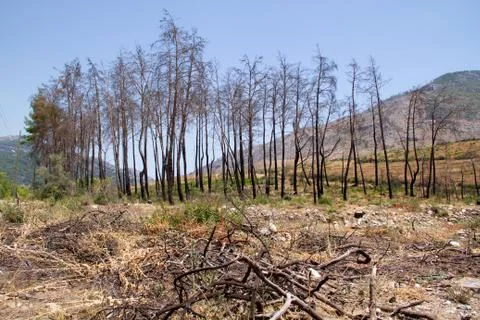 Forest after fire Stock Photos