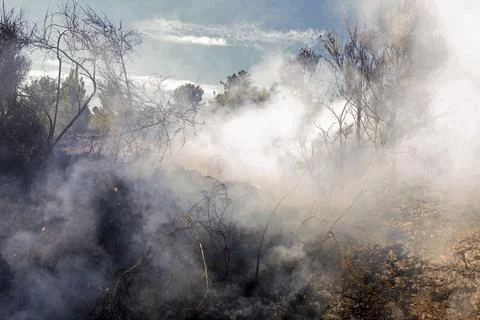 The forest after the fire Foto stock