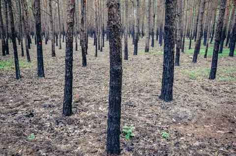 Forest after fire Stock Photos