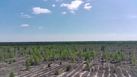 The forest after a fire in Russia Stock Footage 275711770