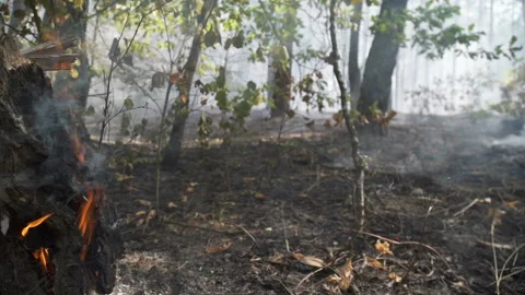 Forest after the fire. Smoke rises from the earth after a fire. Stock Footage 118387754