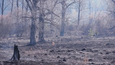Forest after the fire. Smoke rises from the earth after a fire. Stock Footage 124011018