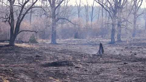 Forest after the fire. Smoke rises from the earth after a fire. Stock Footage 124011068